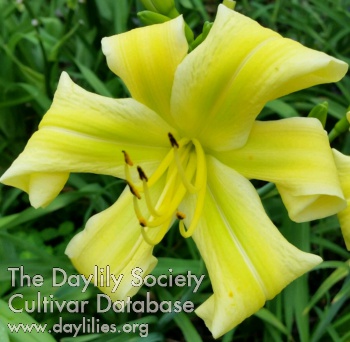 Daylily Yellow Rolly Polly